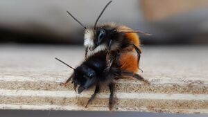 bienenpaar