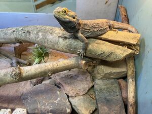 Bartagame am EBG
