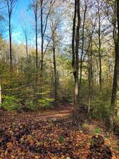 Waldparzelle