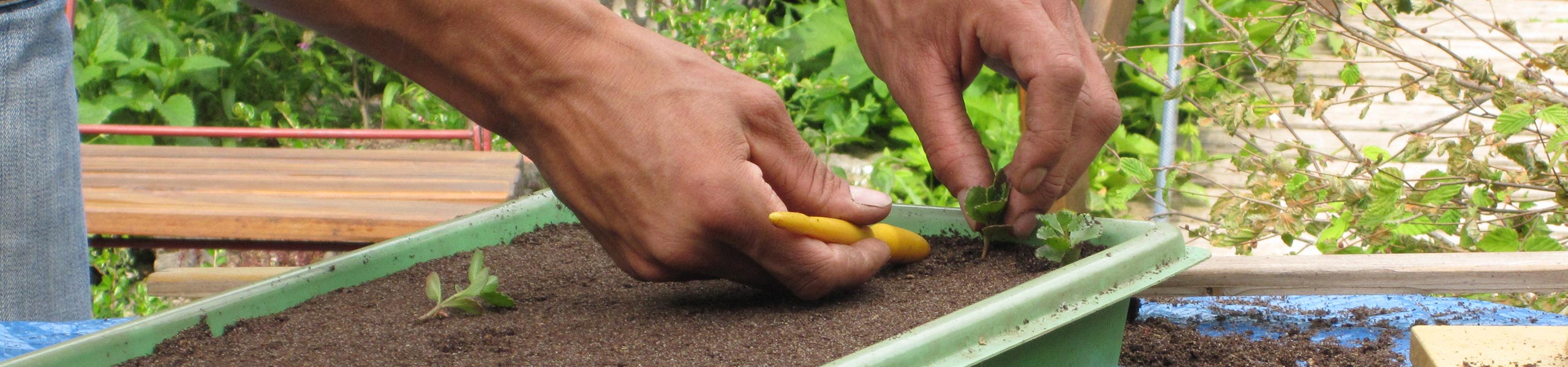 Lernort Natur: Faszination Honigbiene II - Projektideen von Beutenbau bis Königinnenzucht-Fortbildungen - Landesschulzentrum für Umweltbildung | 74740 Adelsheim